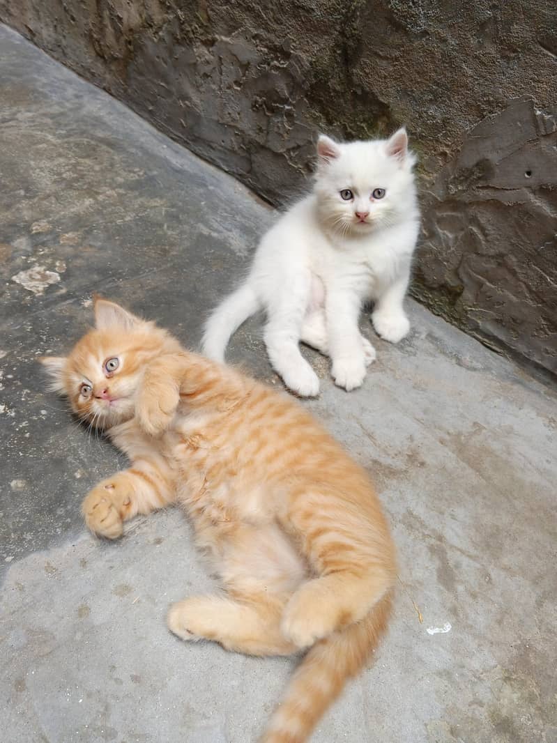 Persian Kittens 0