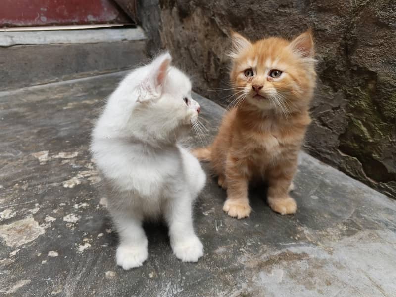 Persian Kittens 1