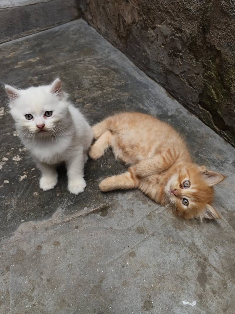 Persian Kittens 2