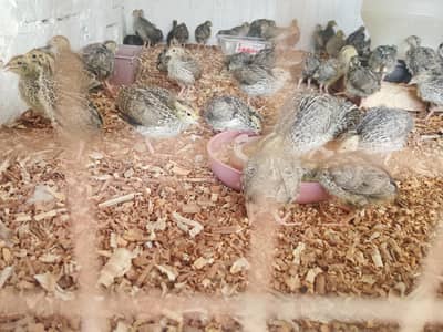Fresh Batair available for sale male female age 16 days