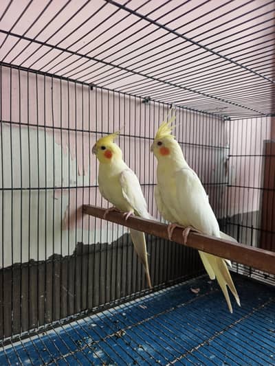 lutino cream pair