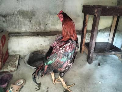 aseel for sale
