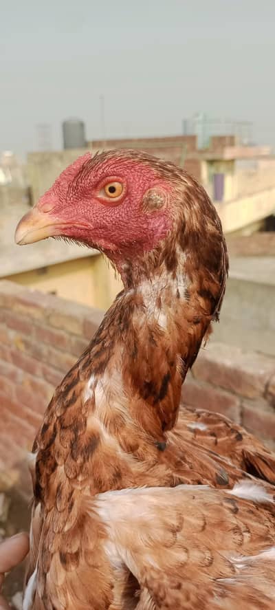black and 2 badami female