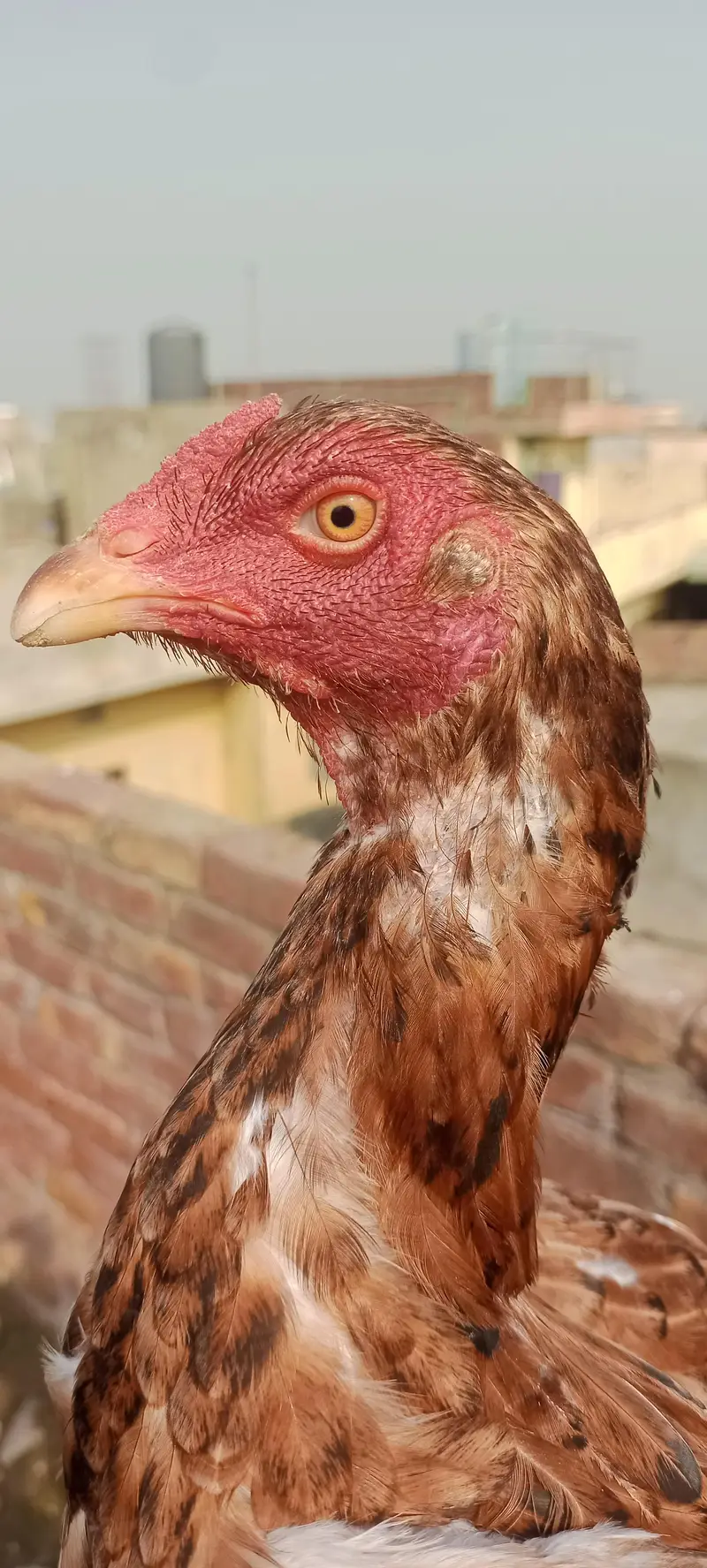 black and 2 badami female — photo 2