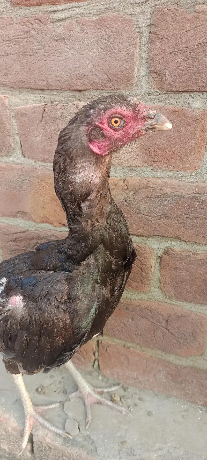 black and 2 badami female — photo 3