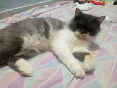 Persian Male cat urgent for sale