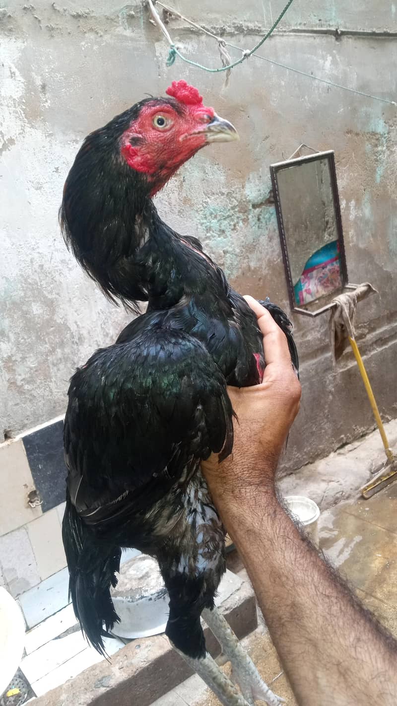 pure aseel patha 0