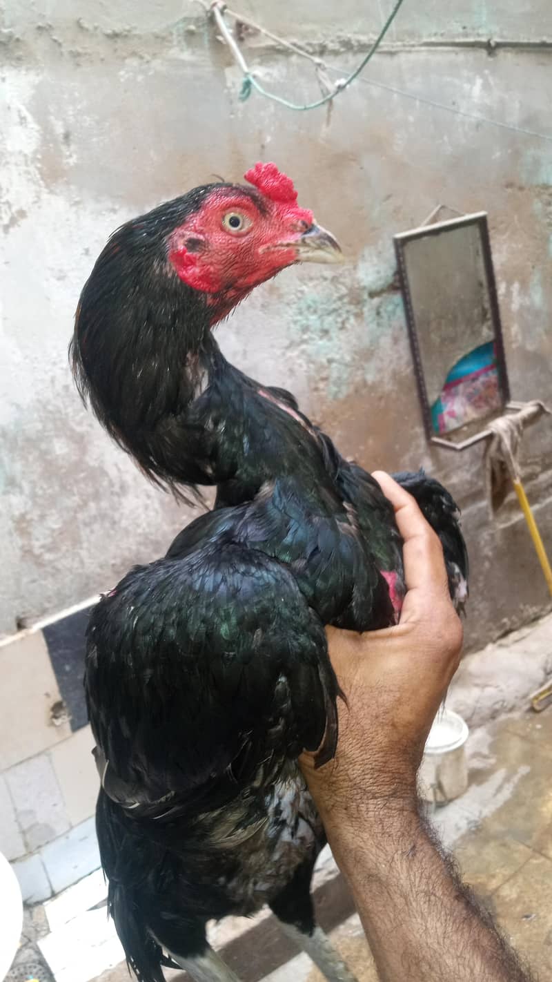 pure aseel patha 1