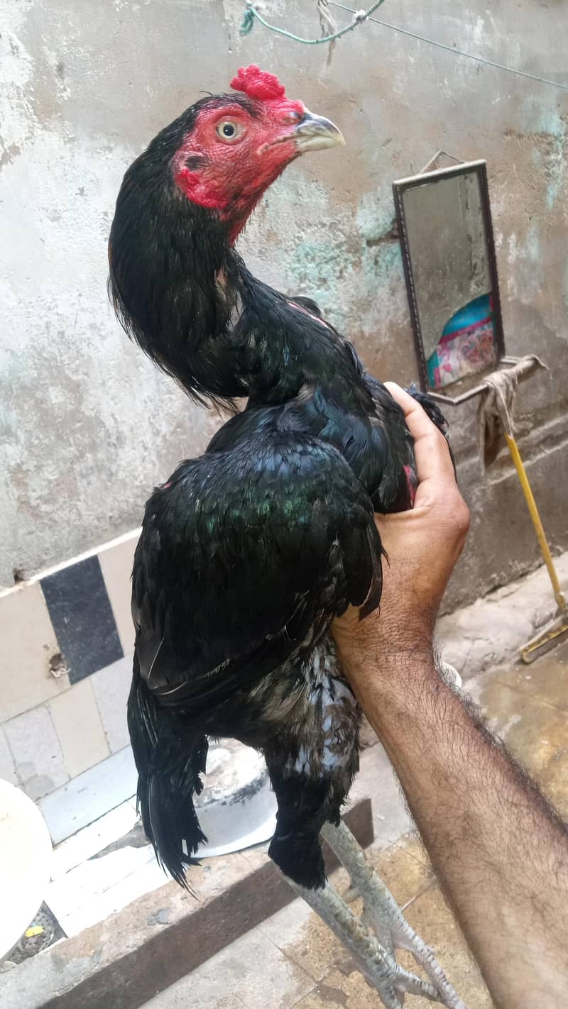 pure aseel patha 2