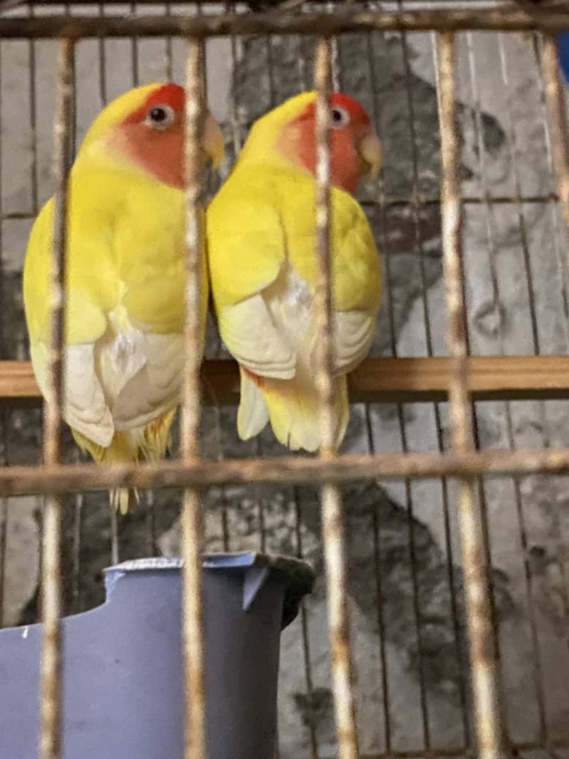 Common  lution breeder pair 1