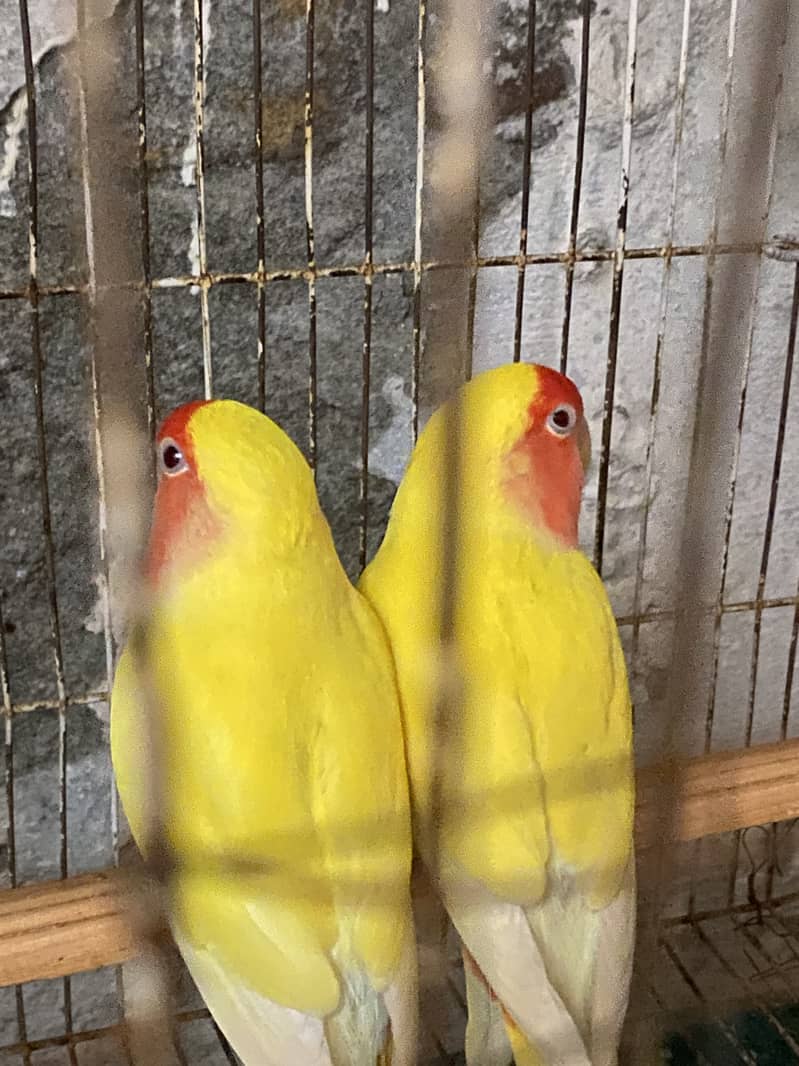 Common  lution breeder pair 2