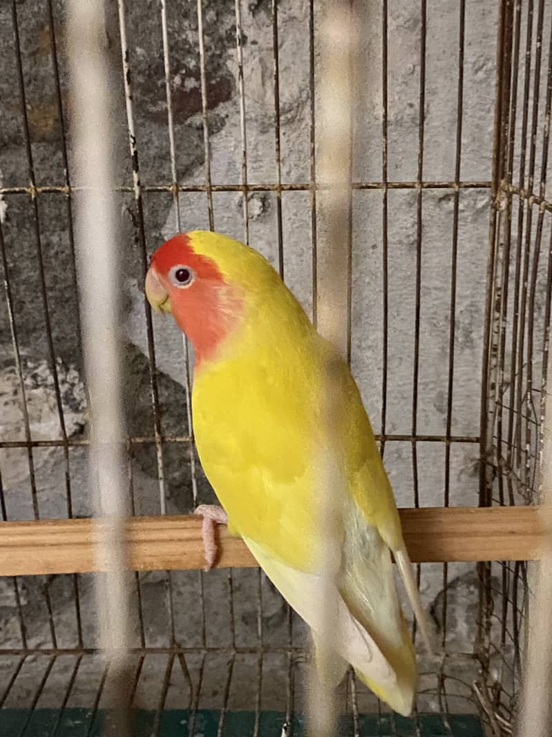 Common  lution breeder pair 4