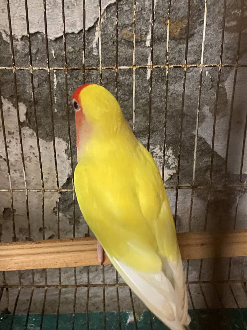 Common  lution breeder pair 5