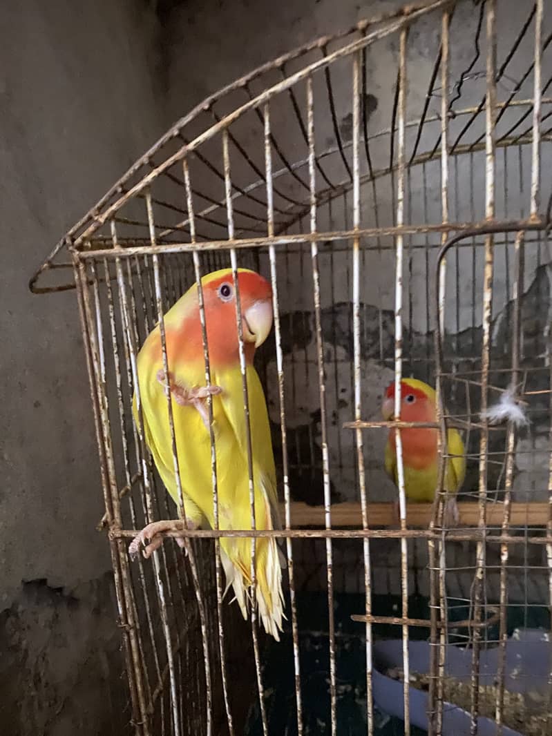 Common  lution breeder pair 6