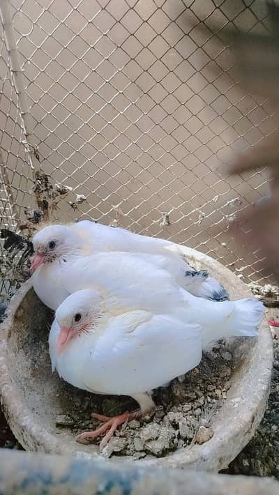 Top quality k Parwazi kabutar 0334-2637391 guaranteed