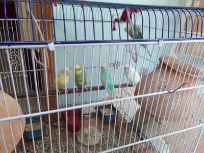 Australian parrots