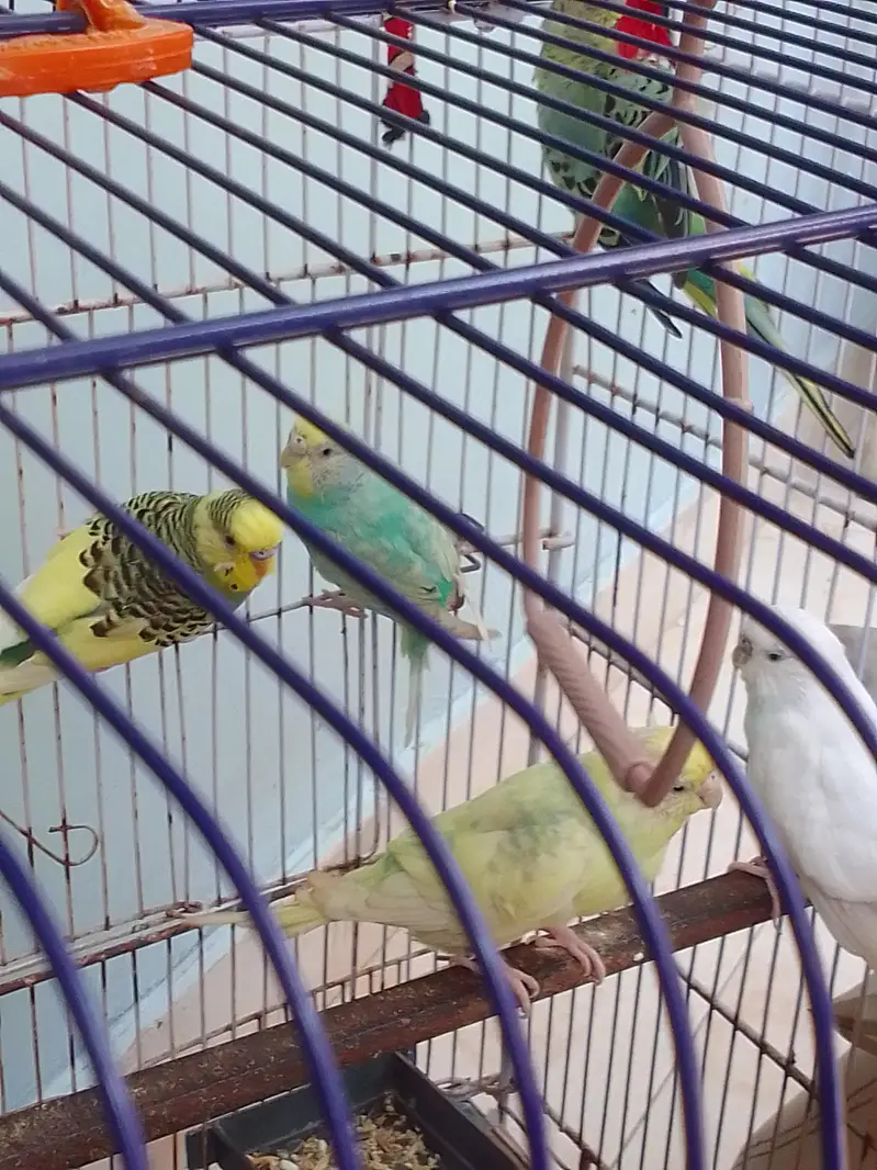Australian parrots — photo 2