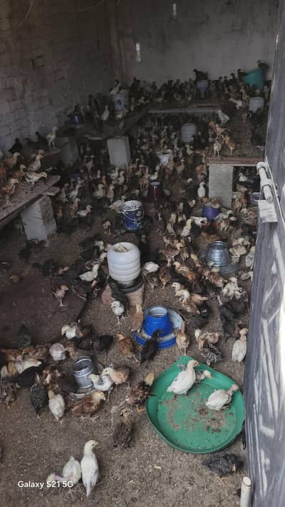 Desi chicks 1 month old Vaccinated
