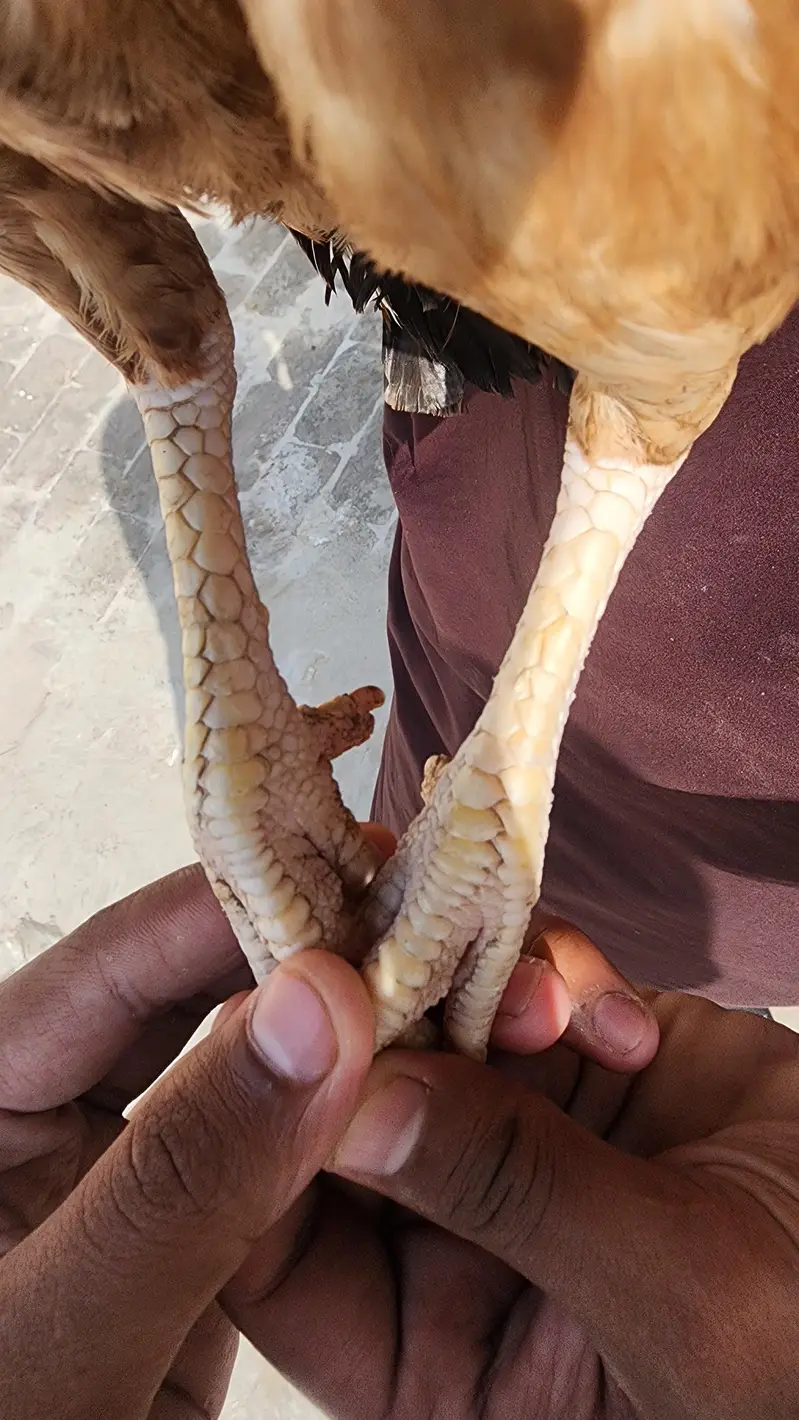 aseel madi for sell 03454685523 whatsapp — photo 2