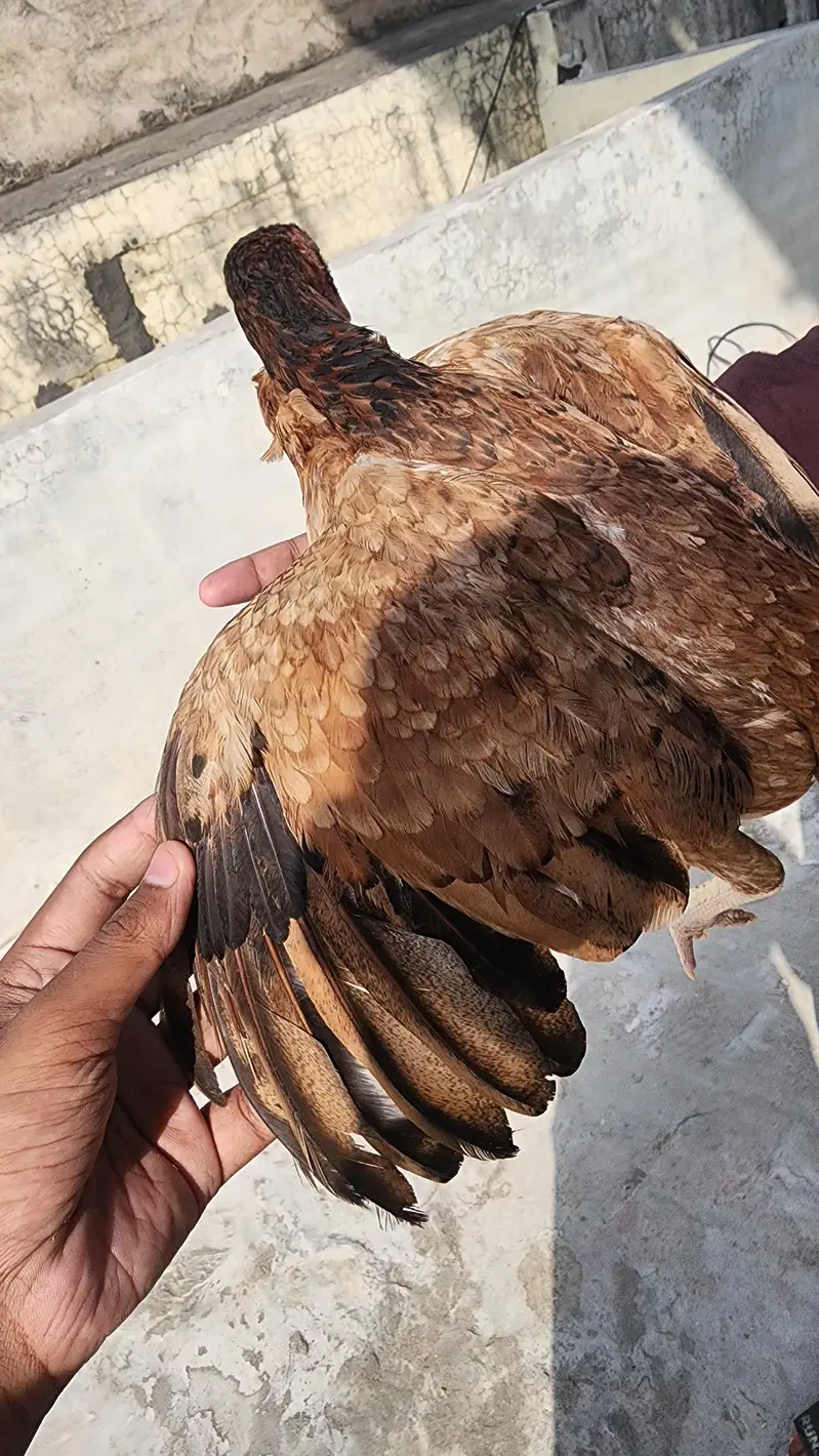 aseel madi for sell 03454685523 whatsapp — photo 3