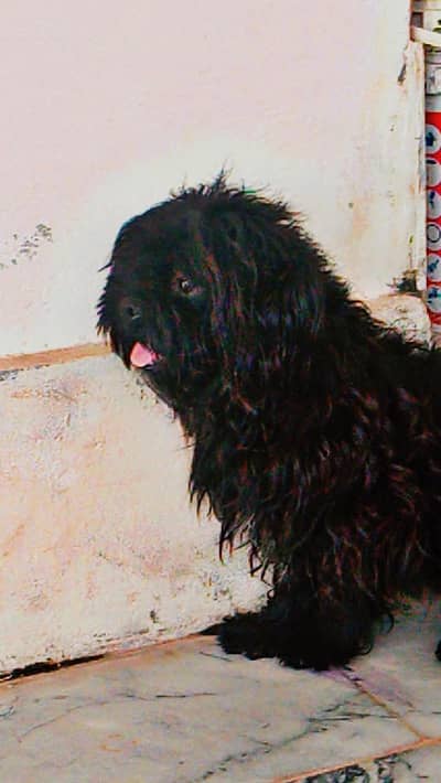 Shihtzu adult and puppy