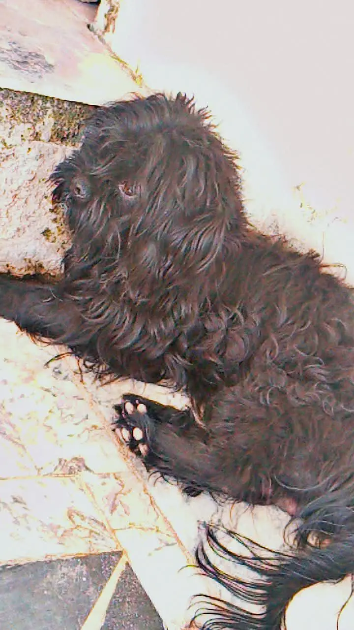 Shihtzu adult and puppy — photo 2