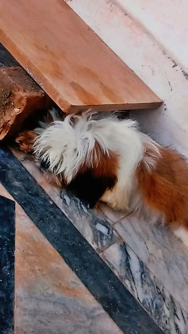 Shihtzu adult and puppy — photo 5