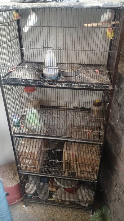 BRIDER PAIRS AND STORNG CAGE AVAILABLE AND BRIDING BOX Available.