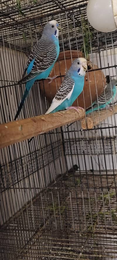 Australian Breeder pairs