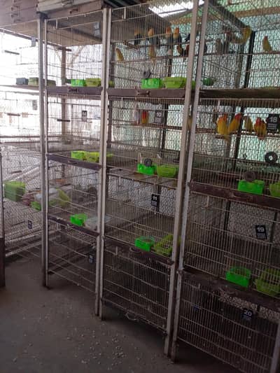 cages for sell ideal for lovebirds and cocktail