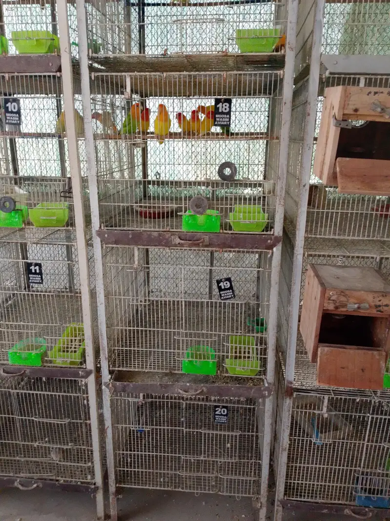 cages for sell ideal for lovebirds and cocktail — photo 2