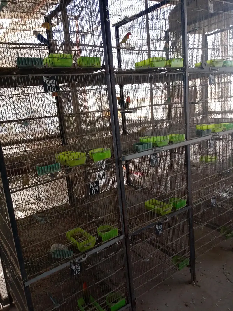 cages for sell ideal for lovebirds and cocktail — photo 3