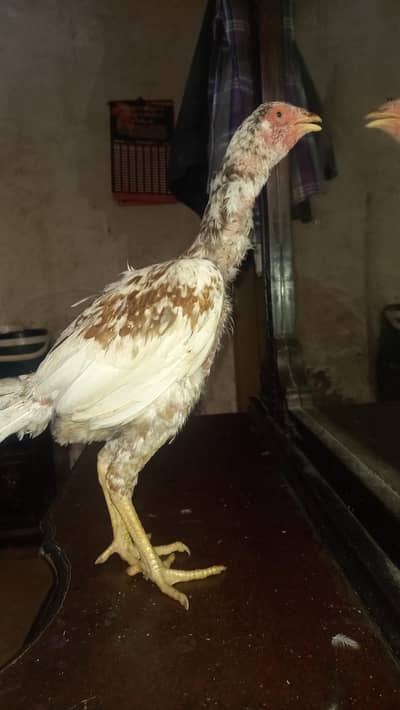 aseell. laraki heera pure