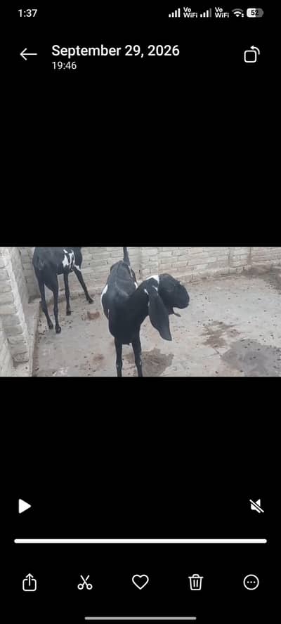 Desi Goat
