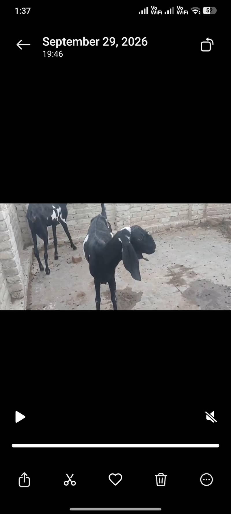 Desi Goat 0