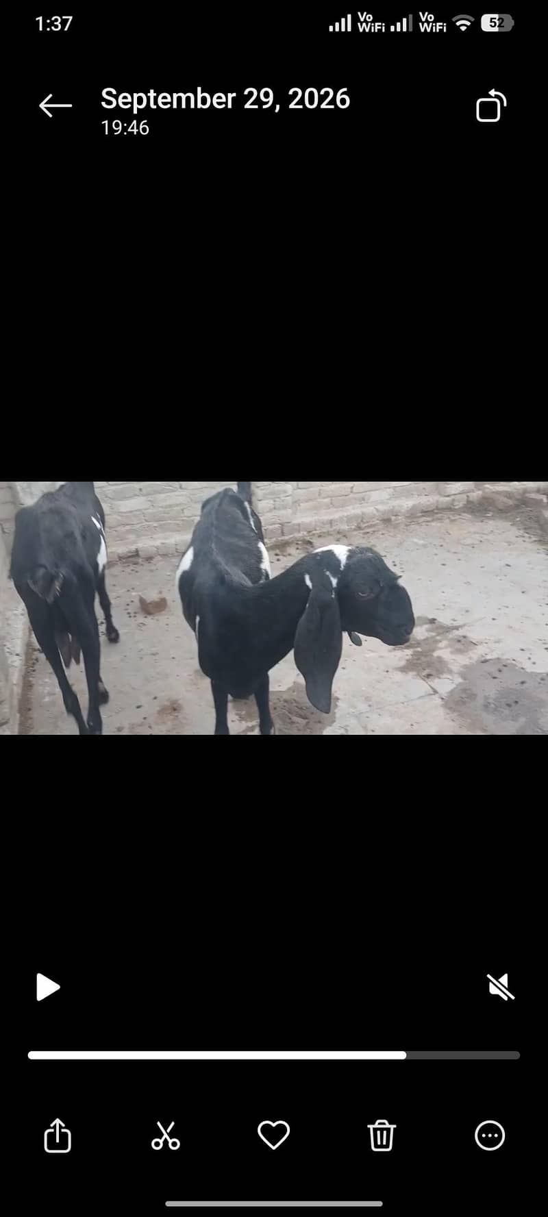 Desi Goat 1