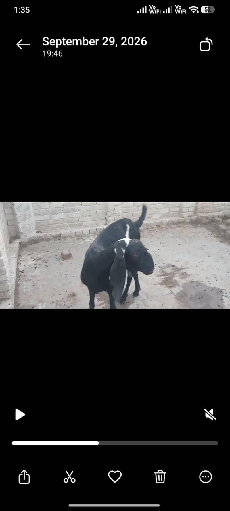 Desi Goat 2