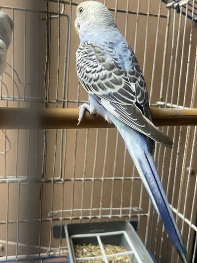 Beautiful adult pair for sale