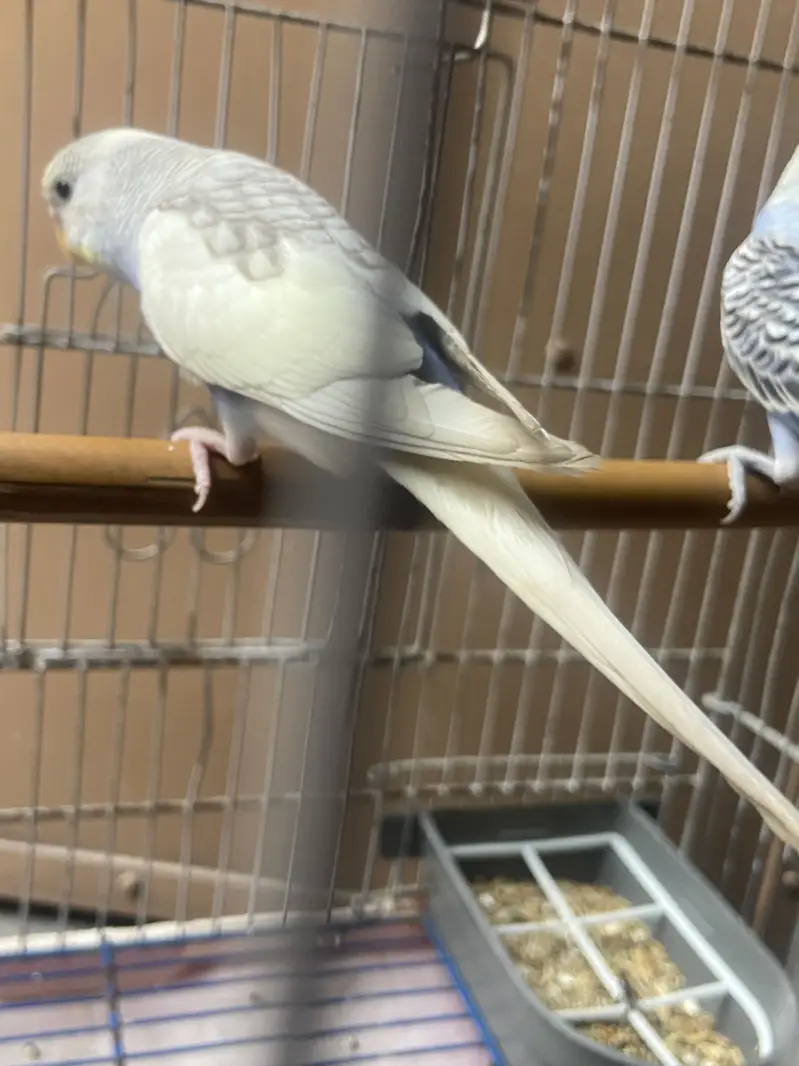 Beautiful adult pair for sale — photo 2