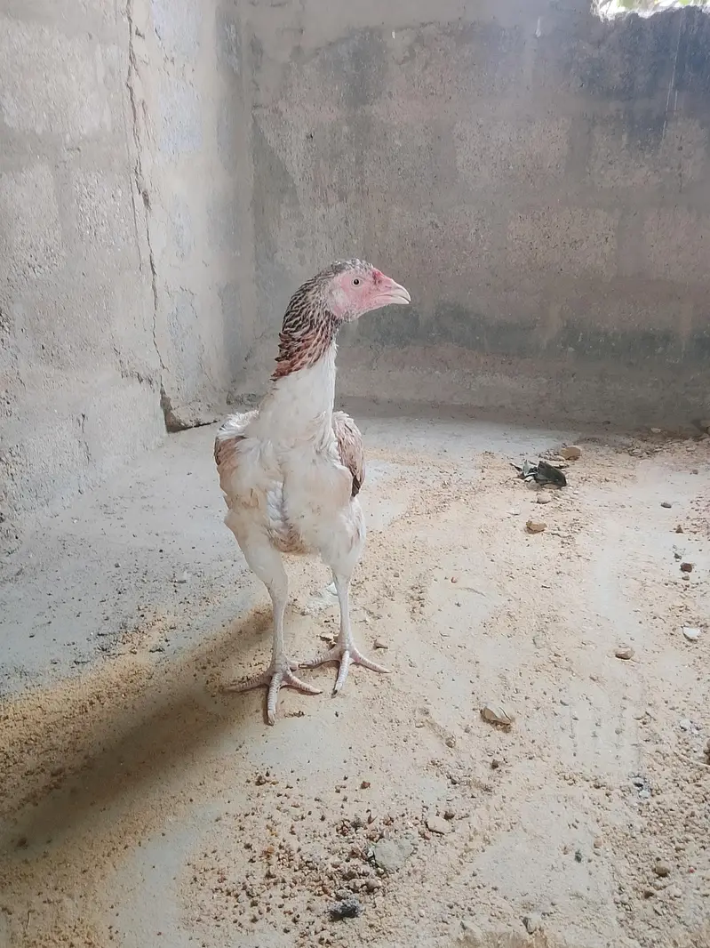 Aseel Hen — photo 2