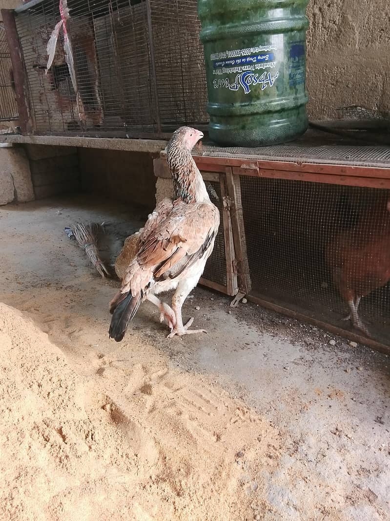 Aseel Hen 2