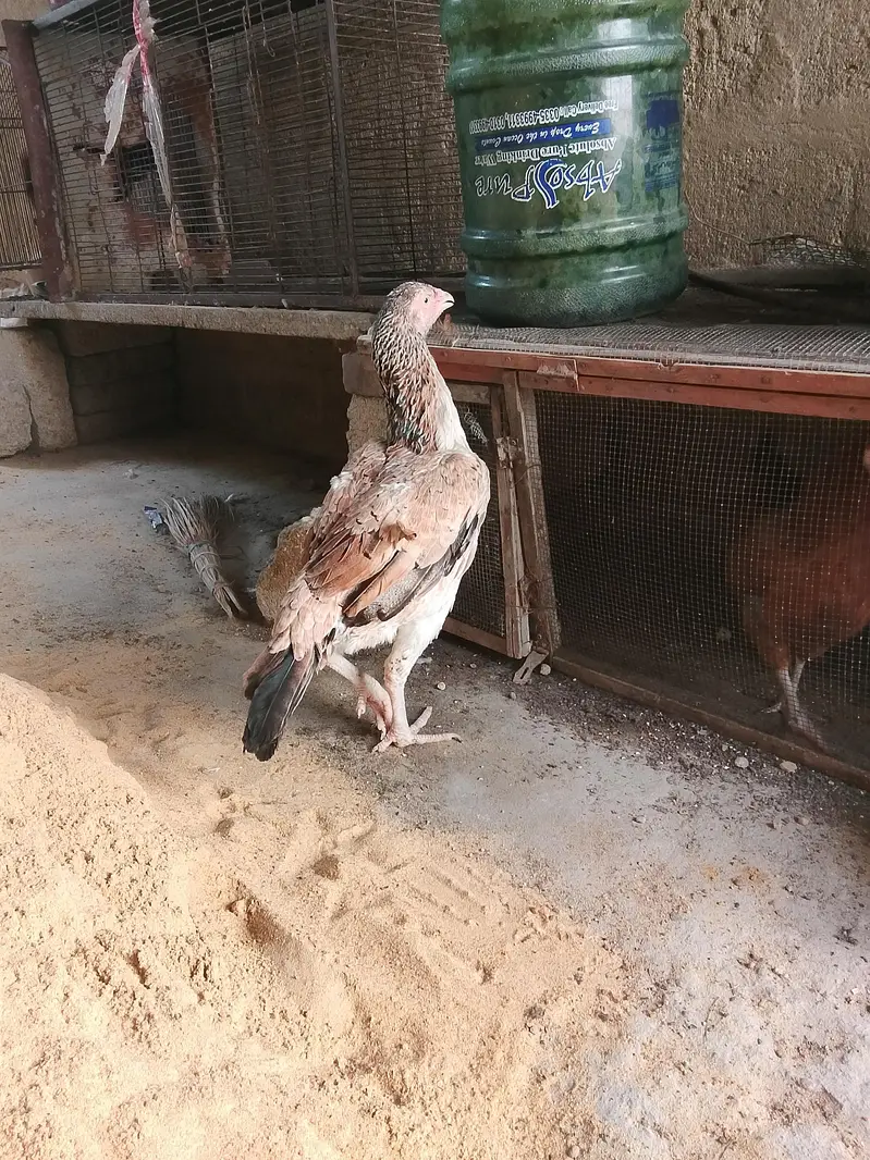Aseel Hen — photo 3