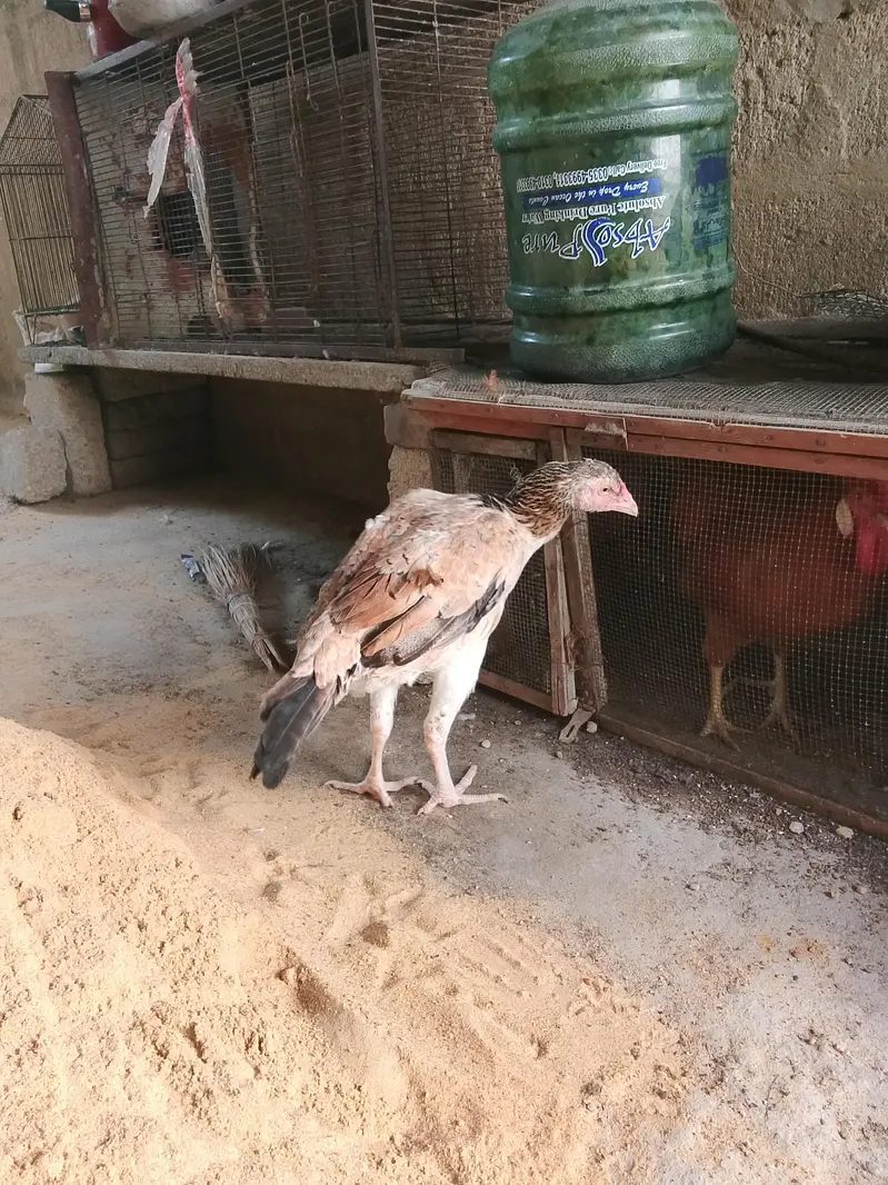 Aseel Hen — photo 4