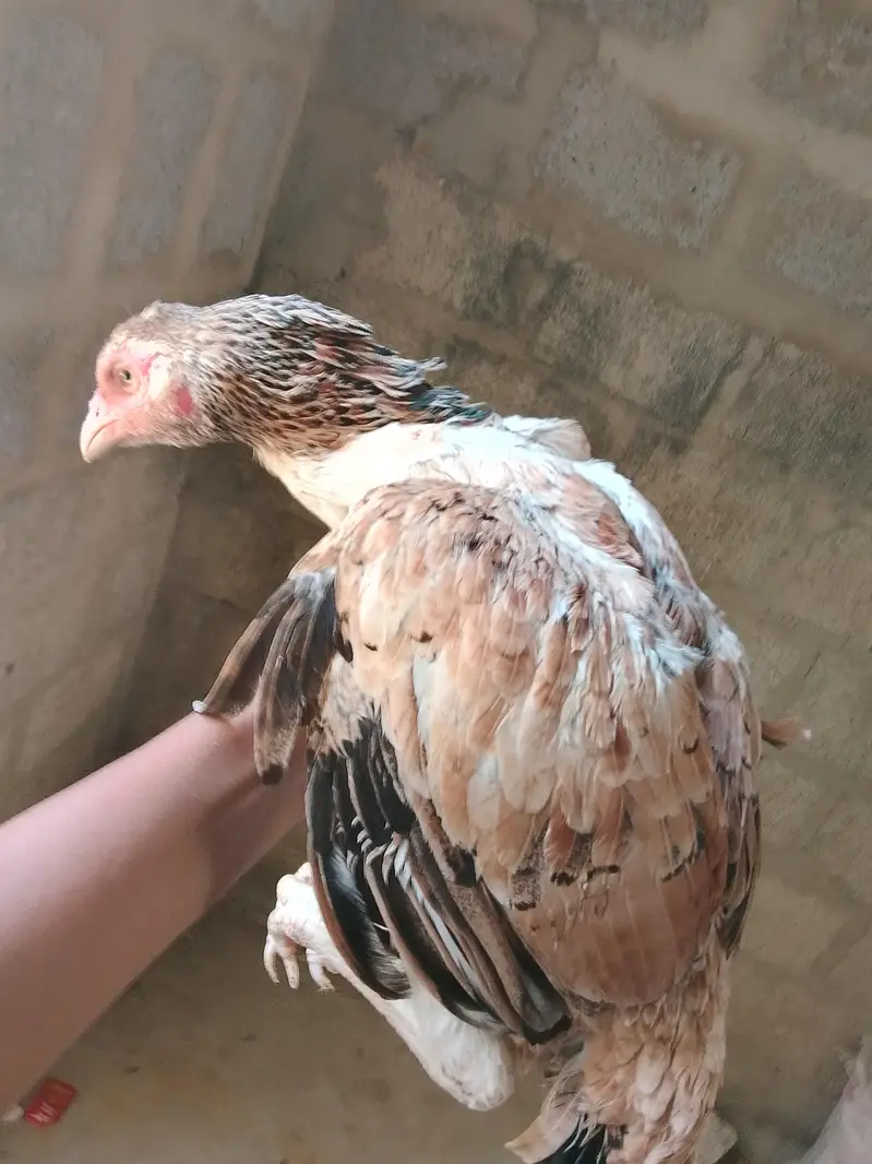 Aseel Hen — photo 5
