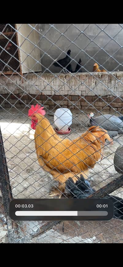 Heabubuff male. Abd aseel