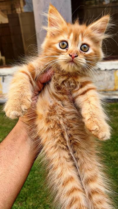 Pure Persian Kitten for Sale