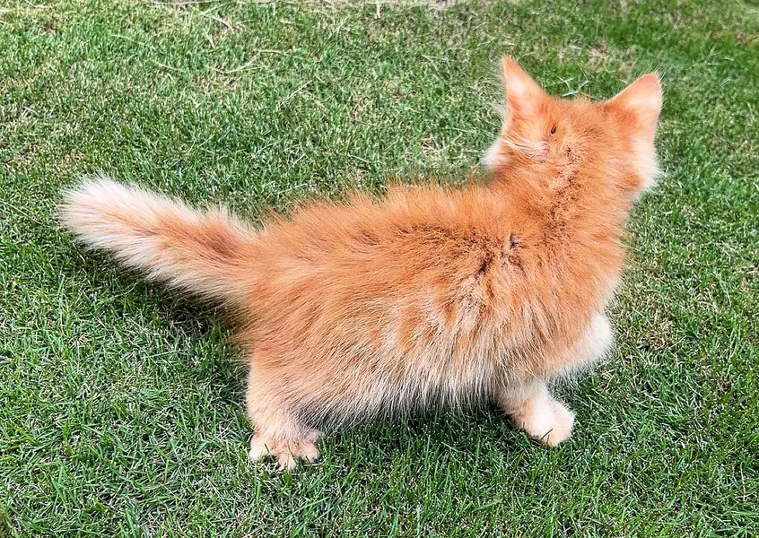 Pure Persian Kitten for Sale — photo 2