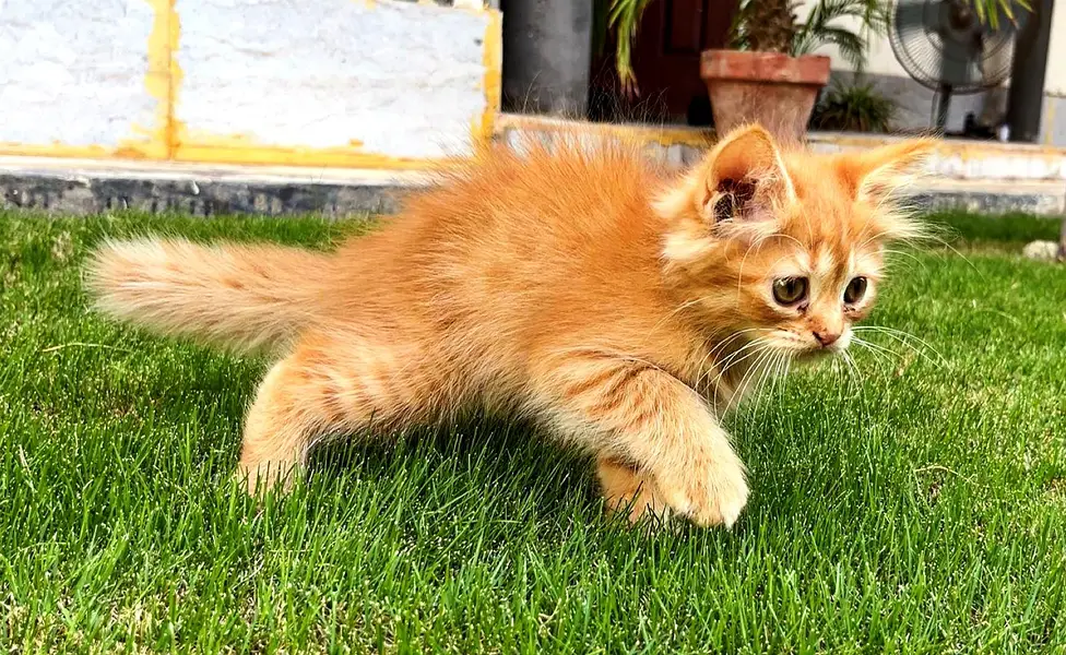 Pure Persian Kitten for Sale — photo 3