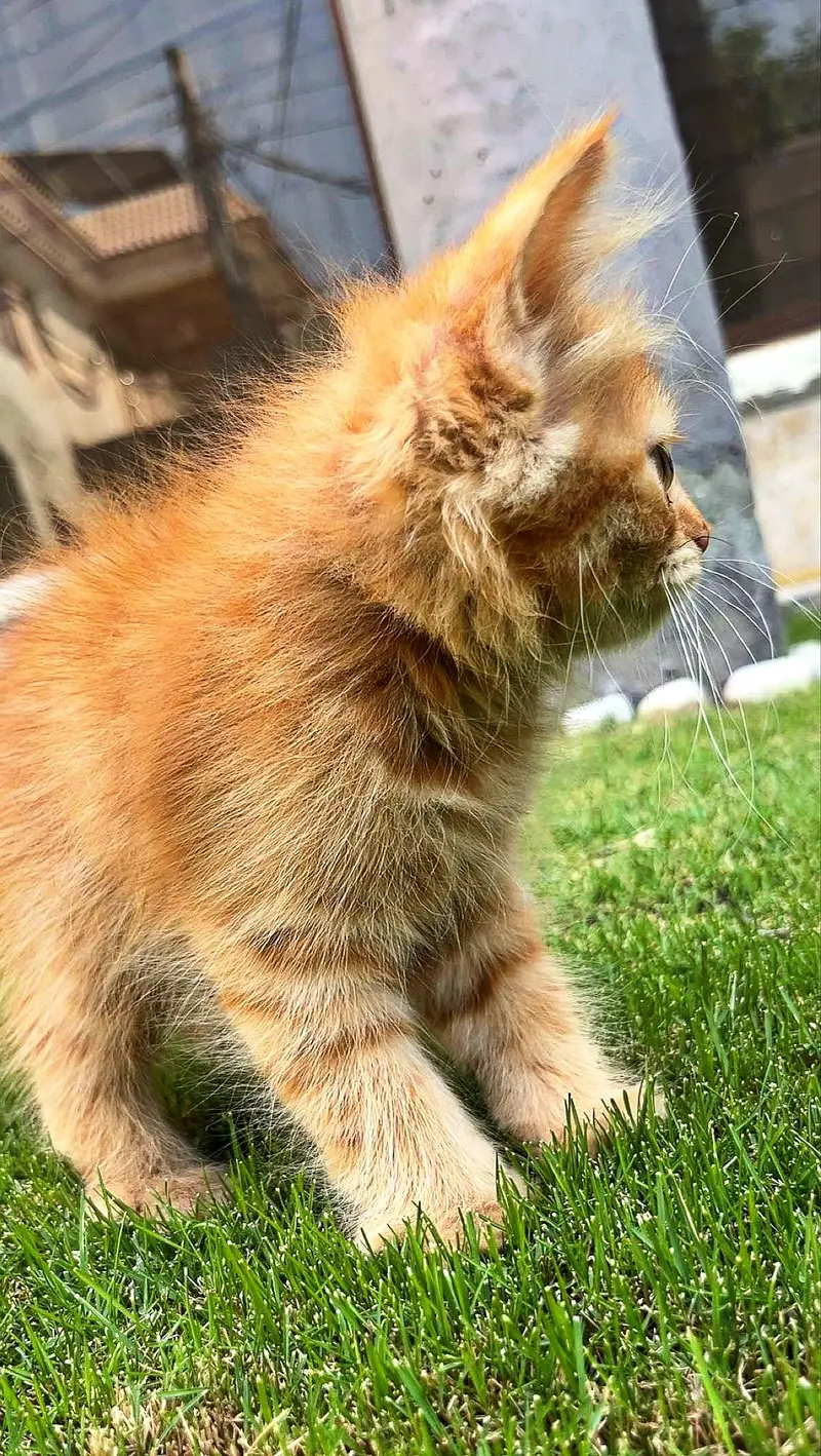 Pure Persian Kitten for Sale — photo 4