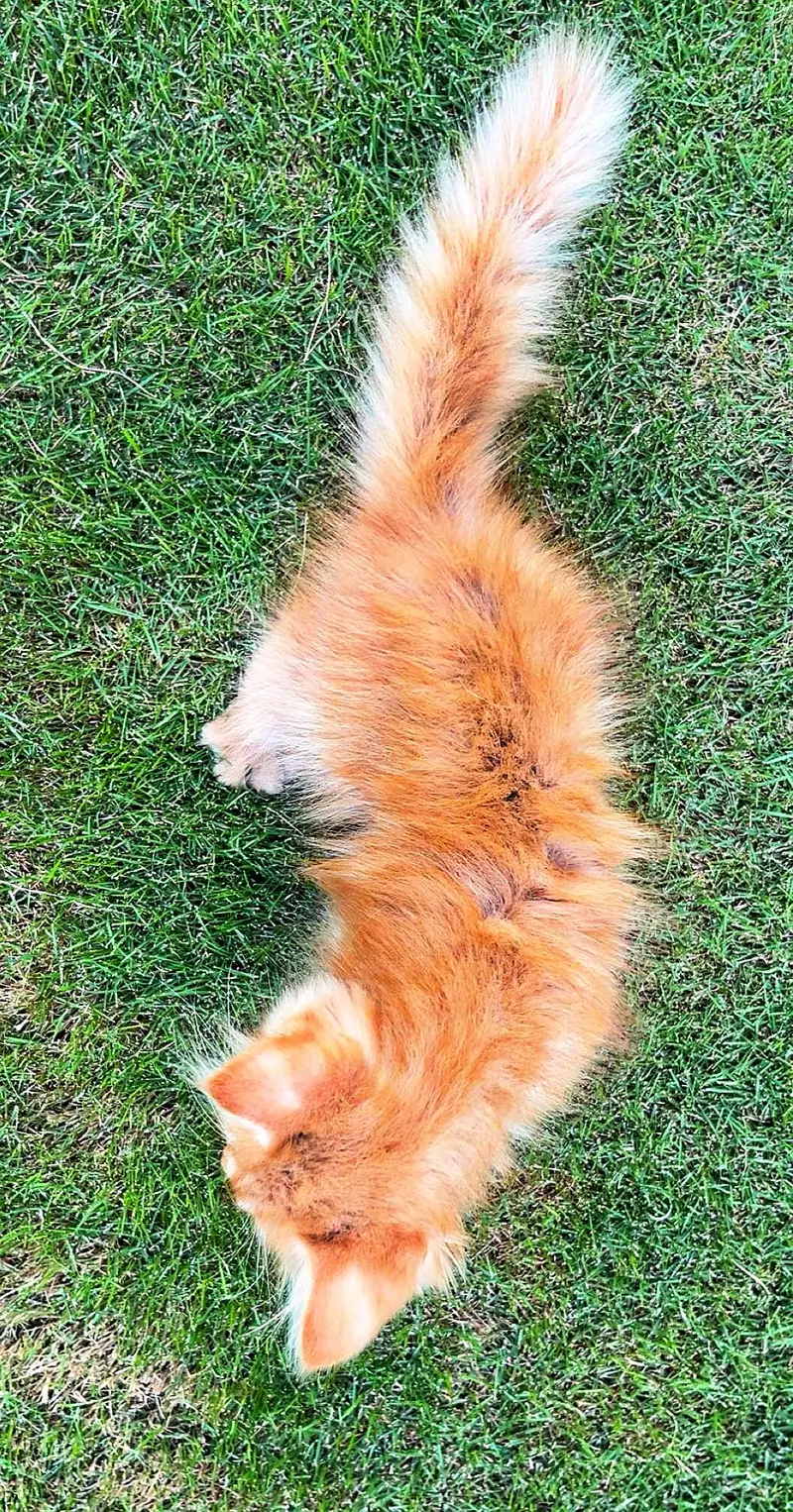 Pure Persian Kitten for Sale — photo 5